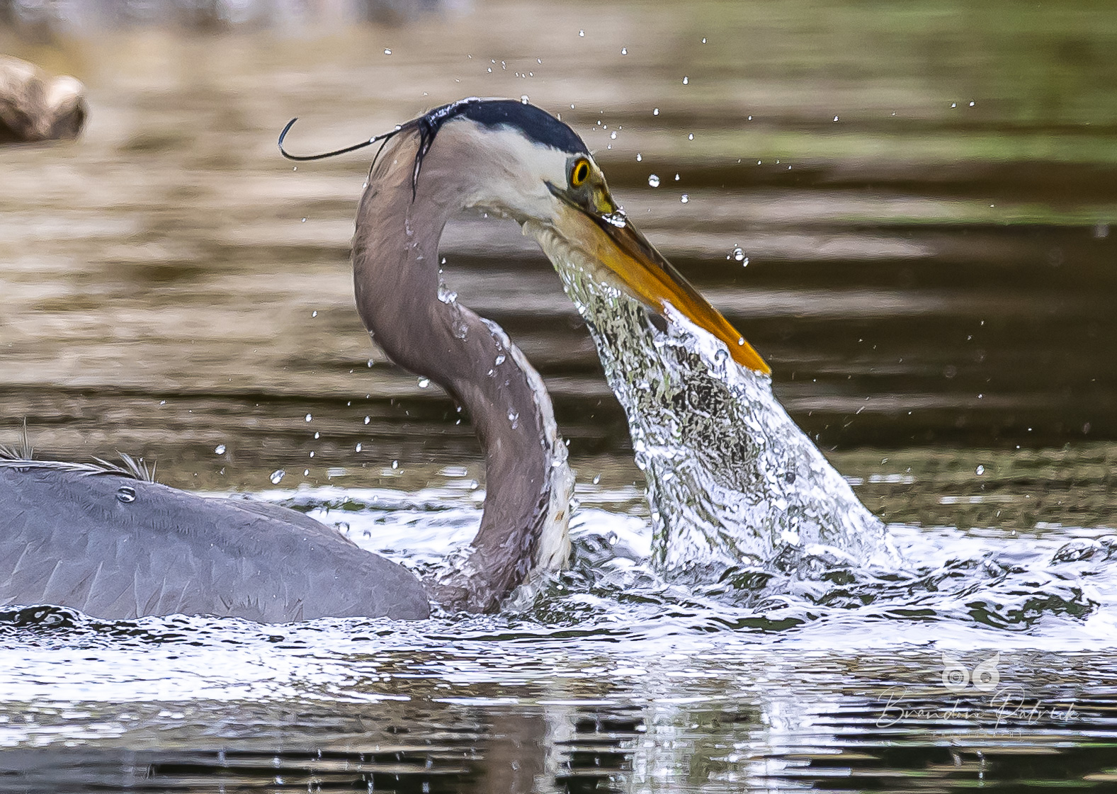 Great Blue Heron Fishing