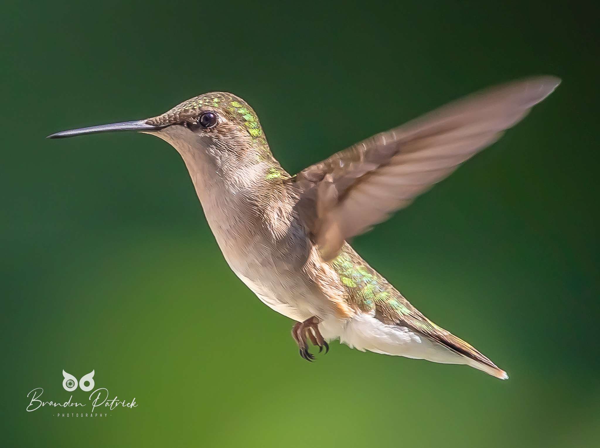 Hummingbird mid flight