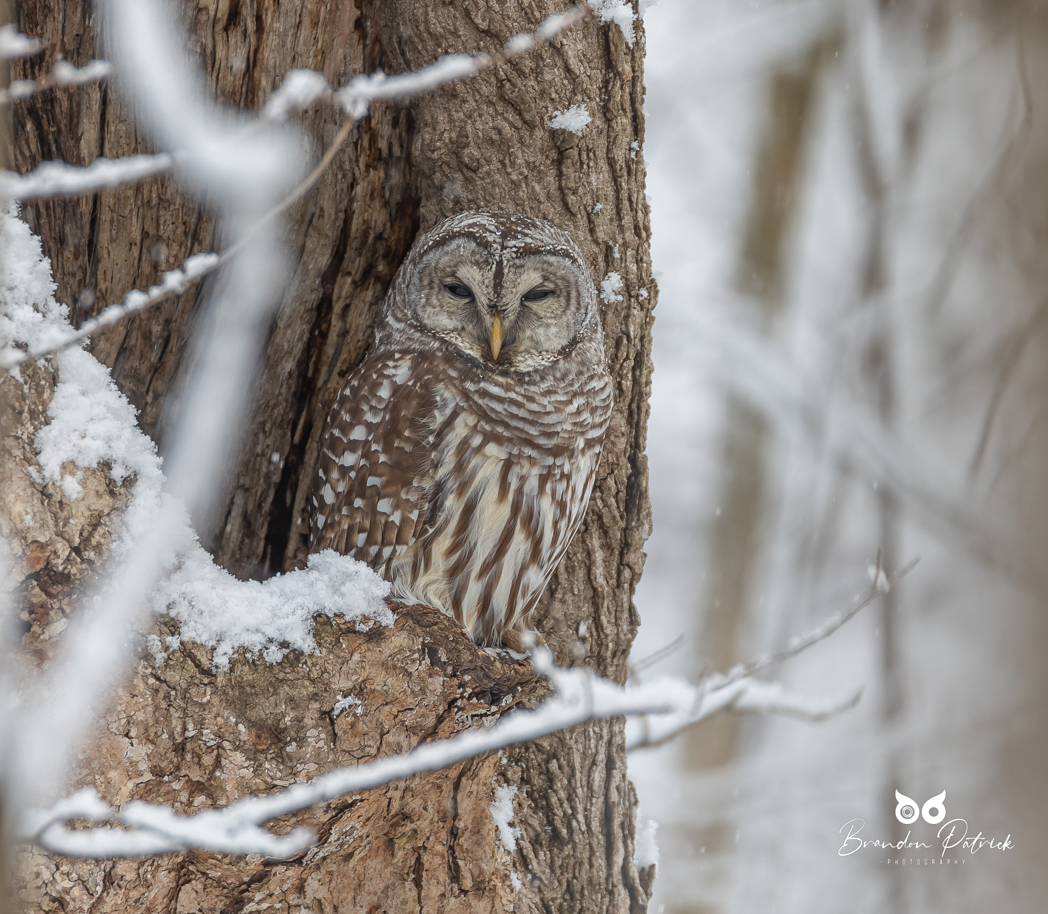 Barred Owl Snow<br />
