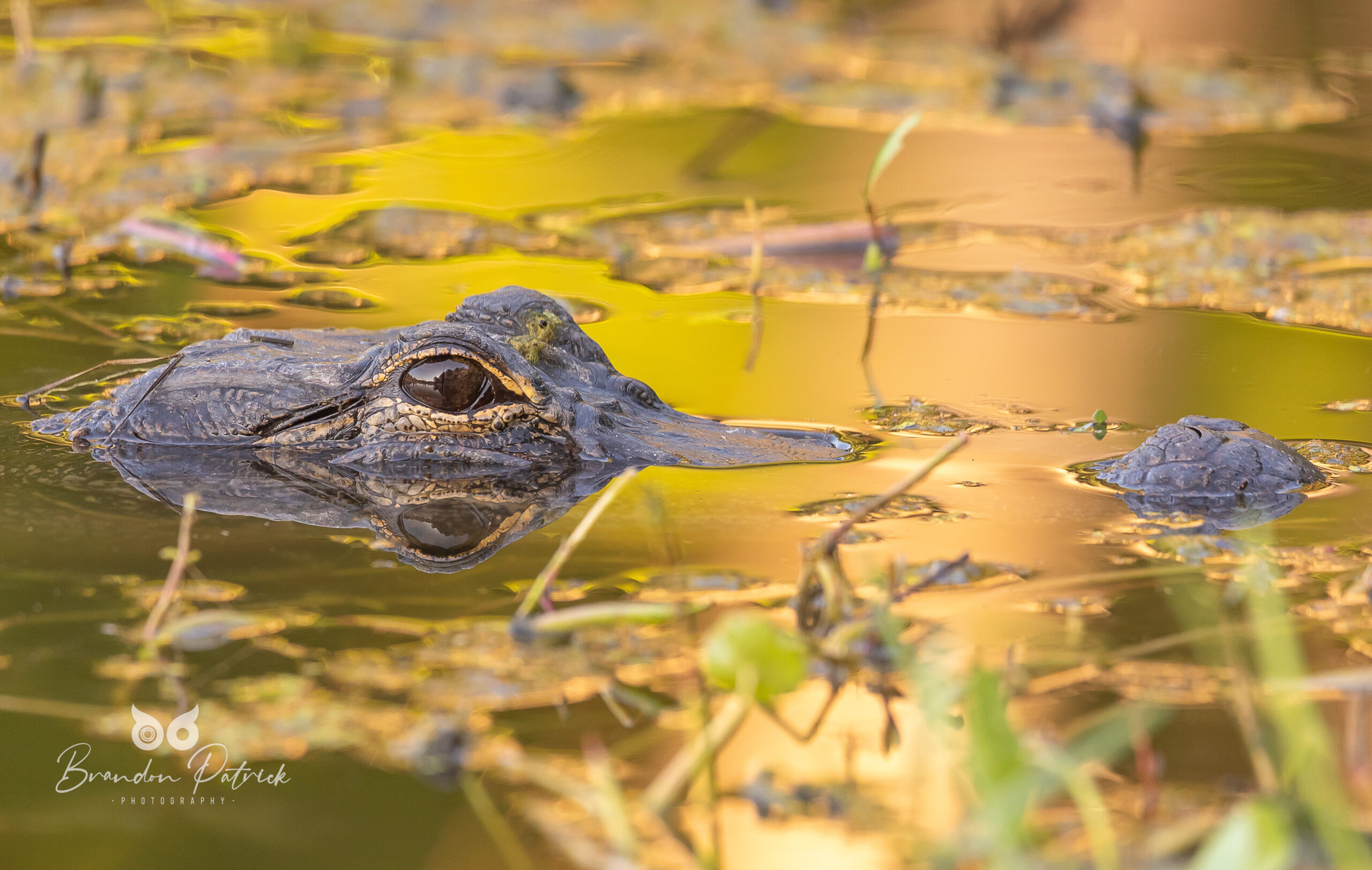American Alligator