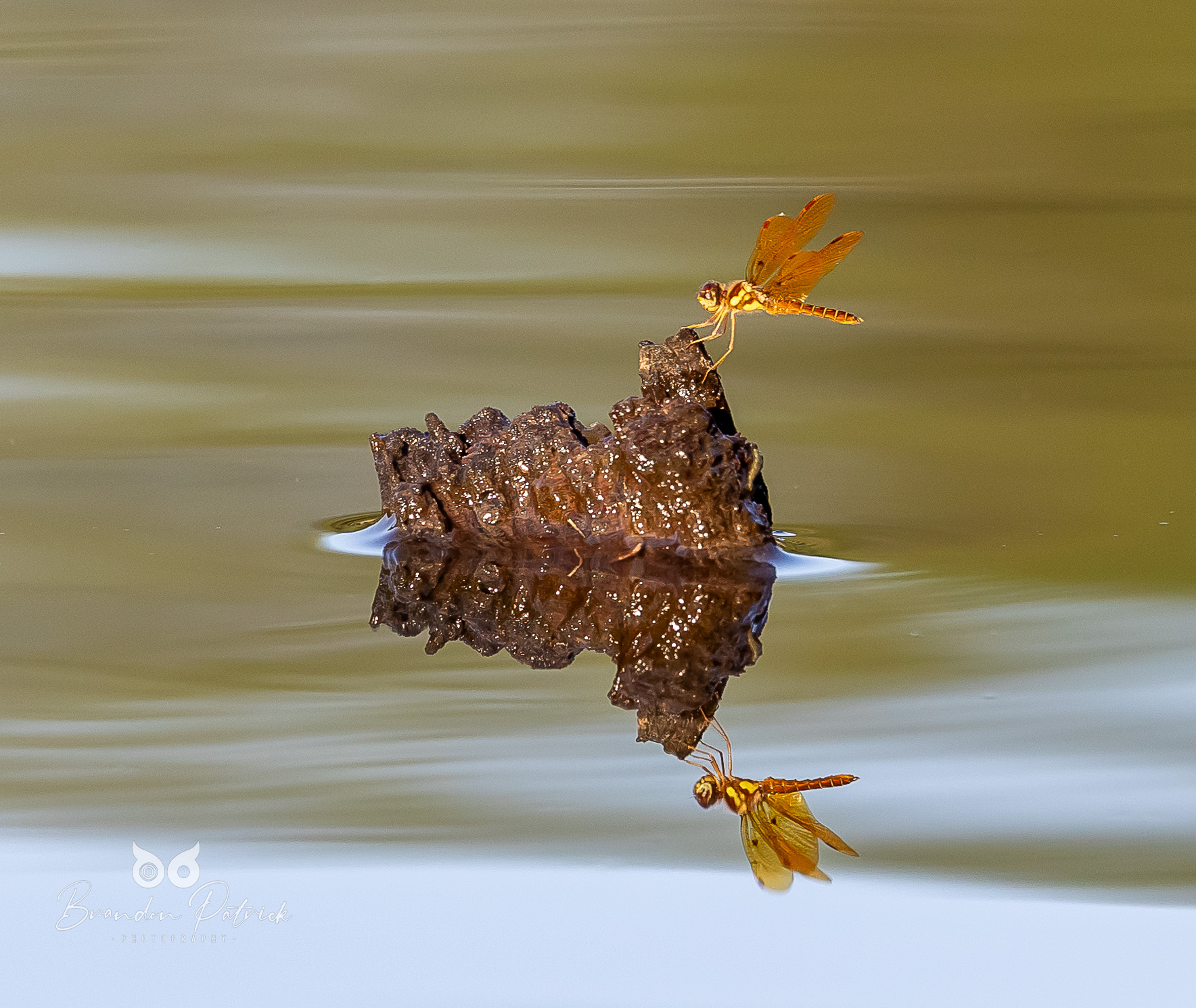 Dragonfly Reflection Photography