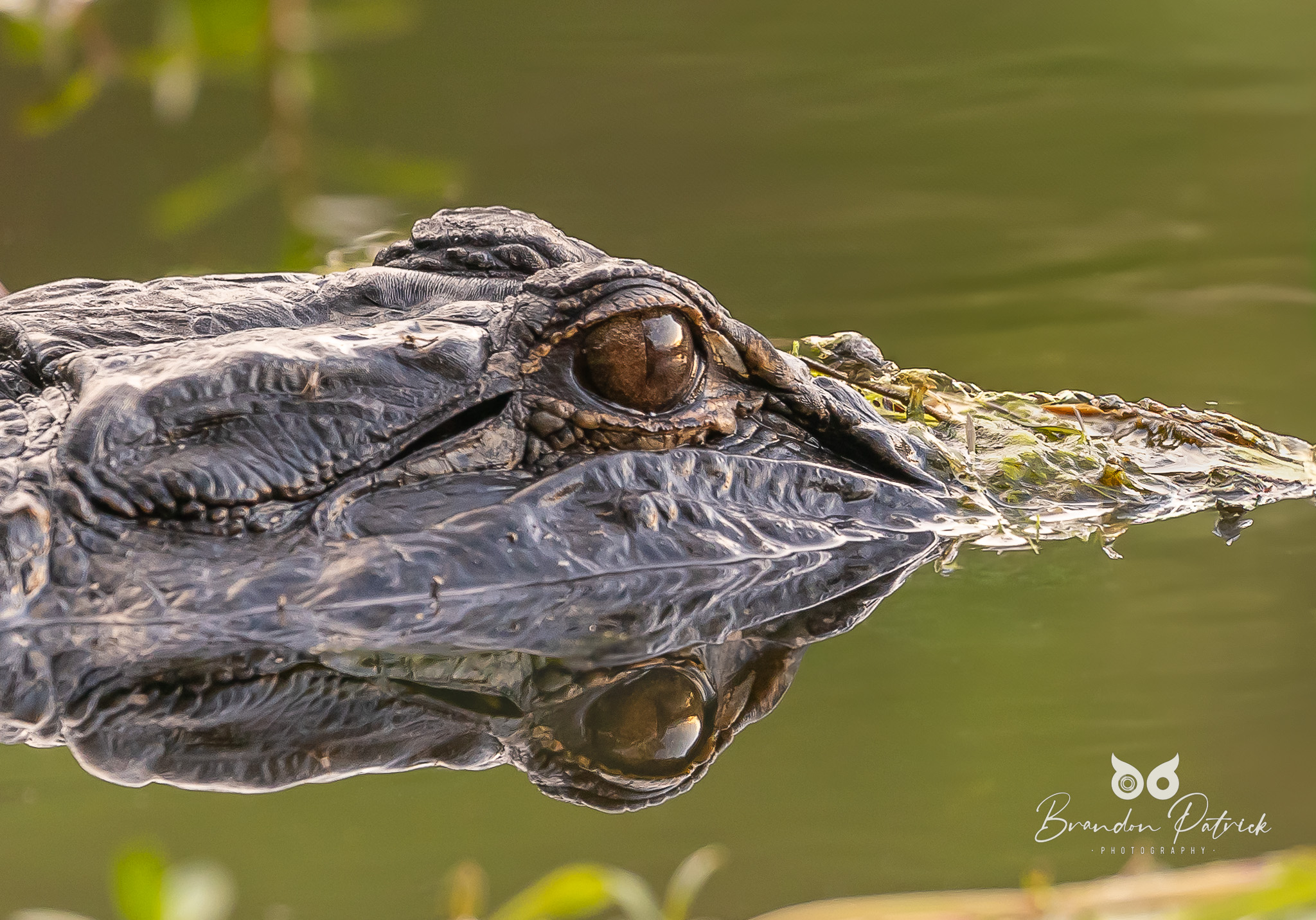 American Alligator Reflection Wildlife Photography