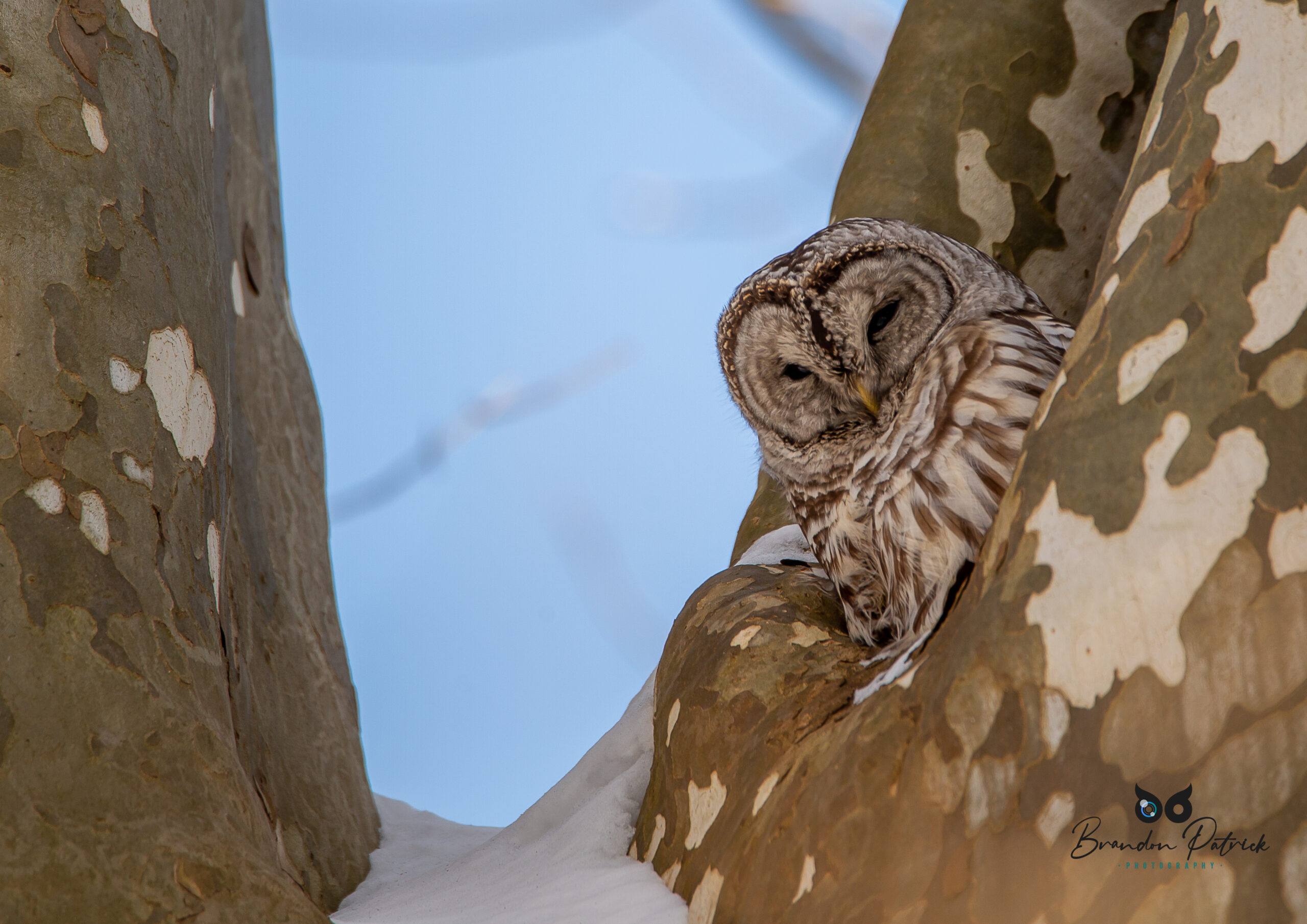 Barred Owl Snow<br />
