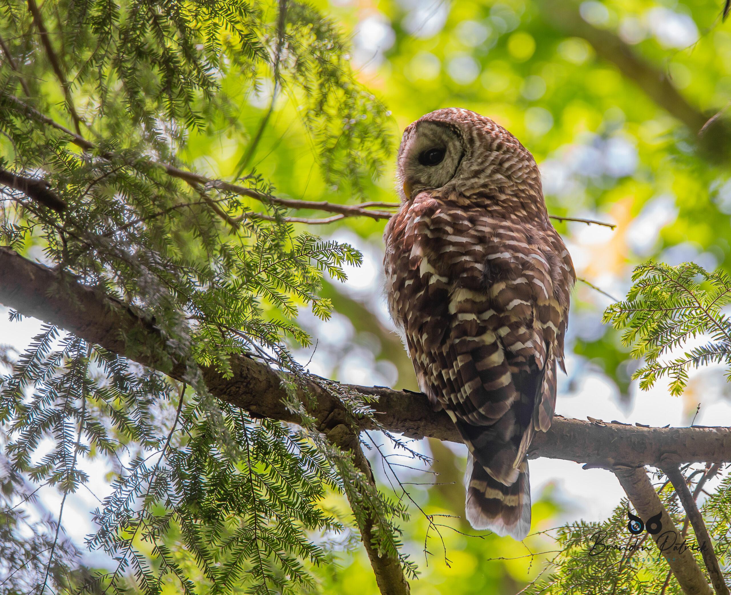 Barred Owl Sunrise