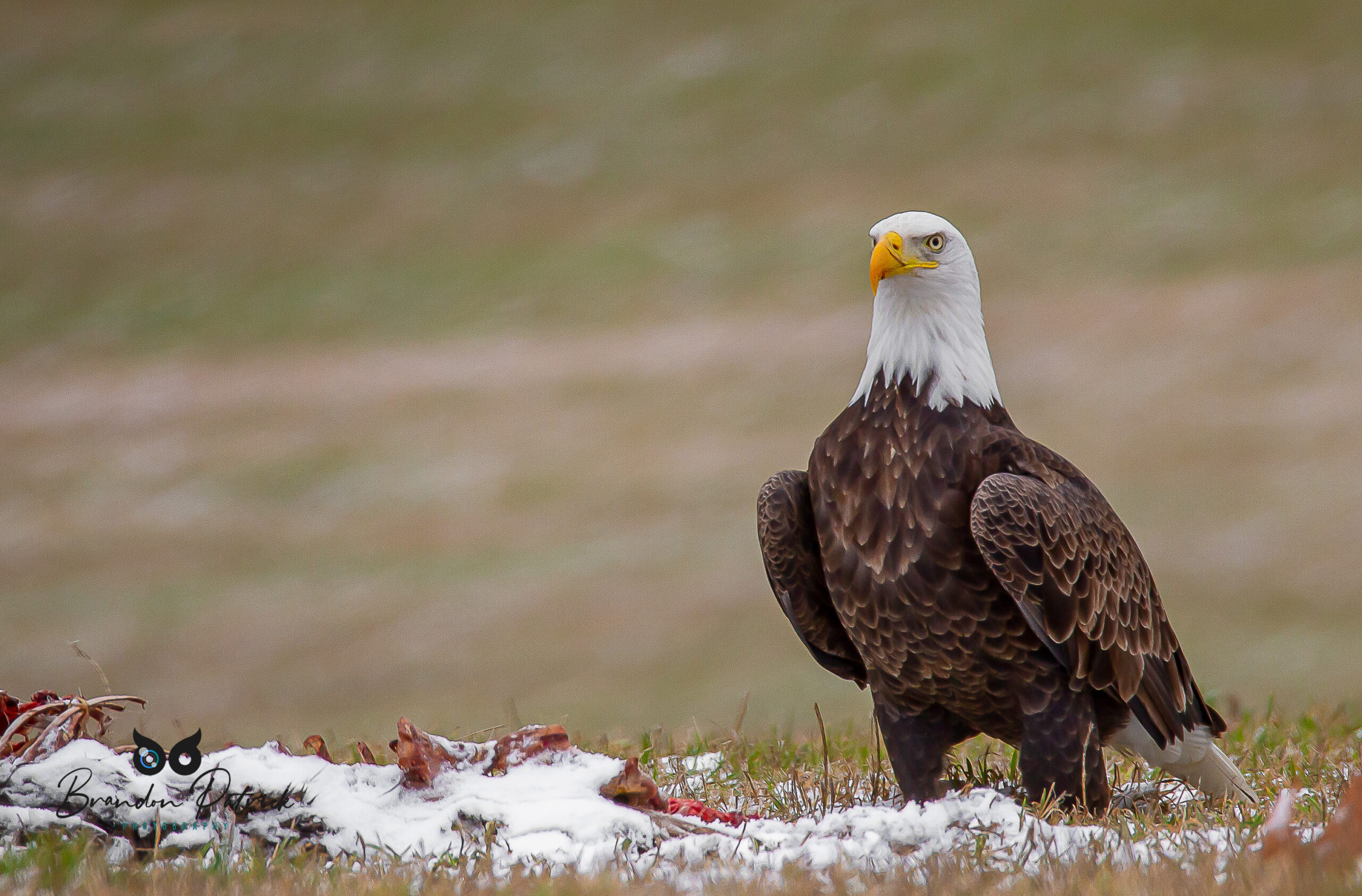 Bald Eagle with Carcass