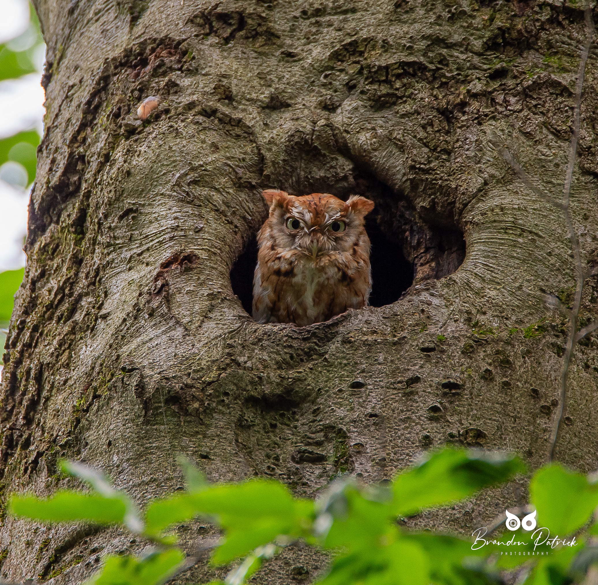 Red Morph Screech Owlet