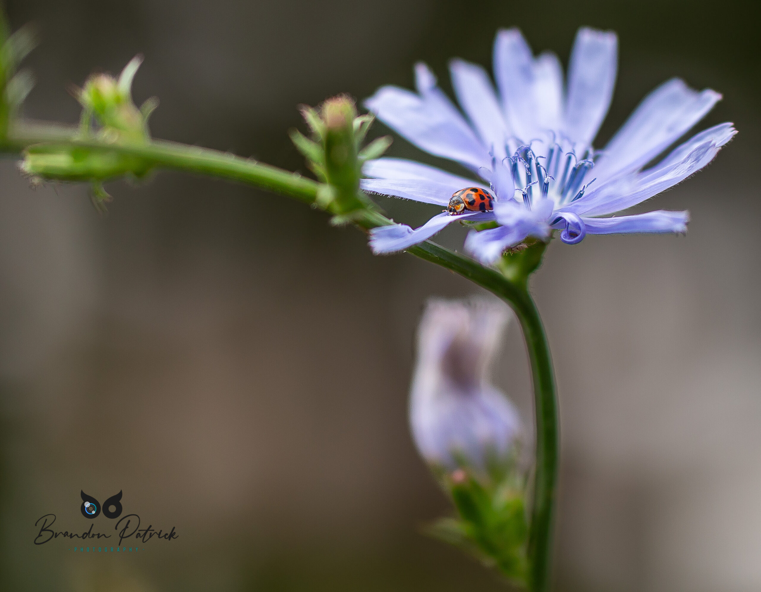 Lady Bug Macro Photography