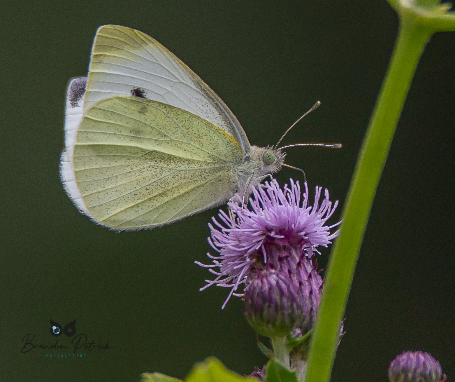 Butterfly on Flower Macro Photography