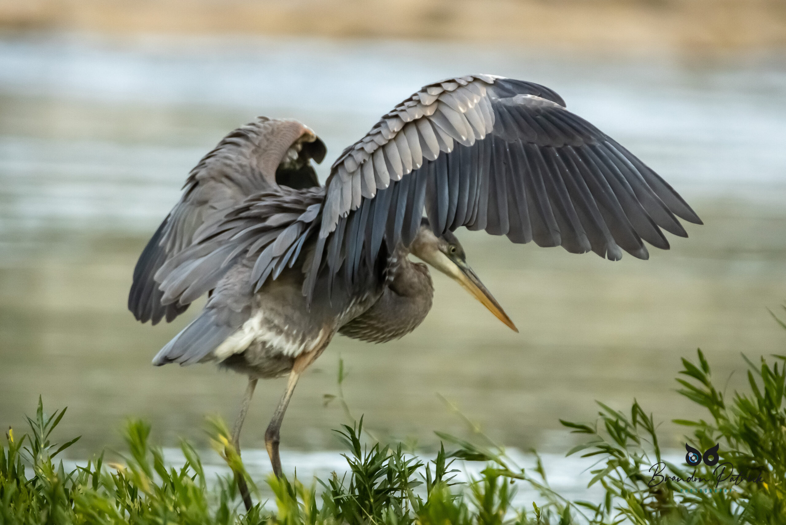 Great Blue Heron