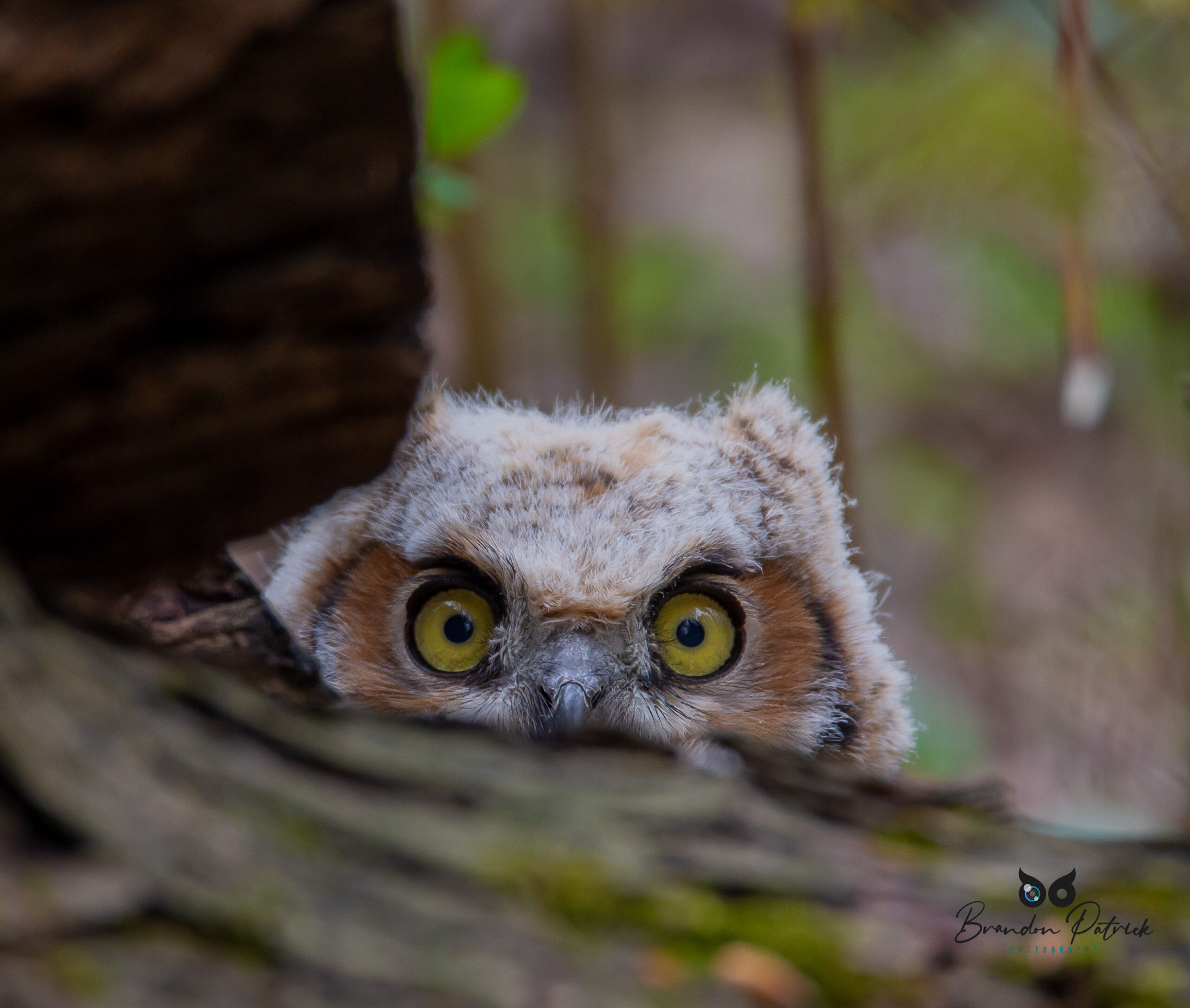 Great Horned Owlet