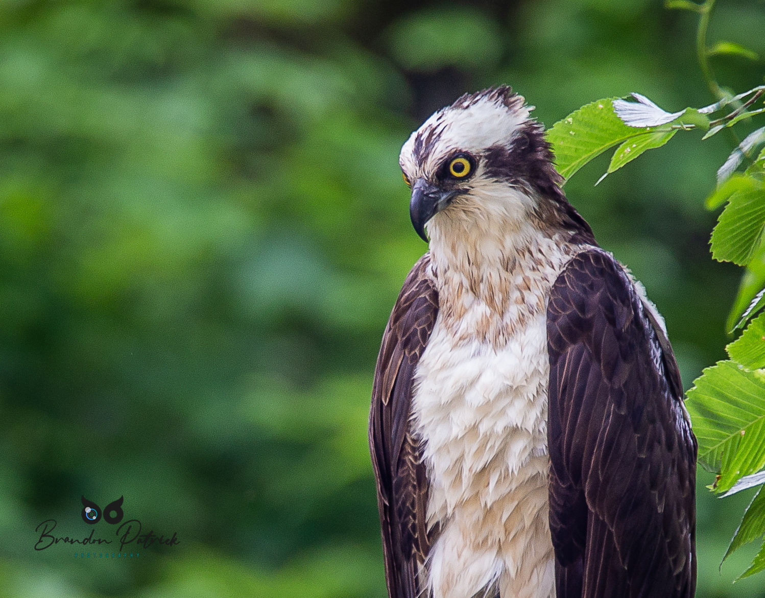 Osprey on the hunt