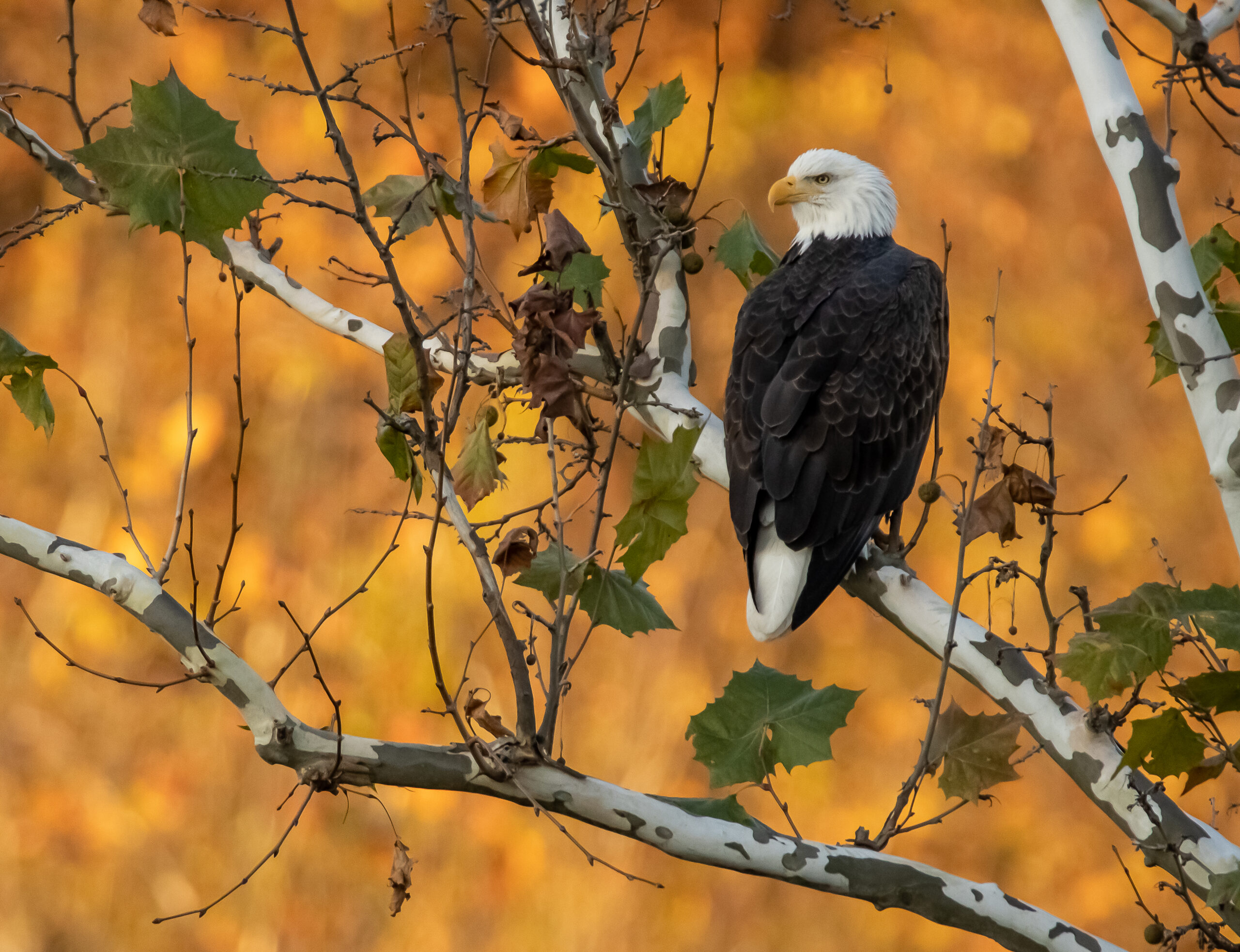 Fall Bald Eagle